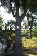 [유물유적관]숭양서원(국보급제128호) 사당 옆 소나무1 